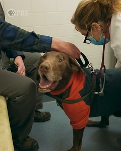 Did you know that findings from dogs in the veterinary world can help inform human medicine? Stream the latest episode of #HumanFootprintPBS on the PBS App. | PBS