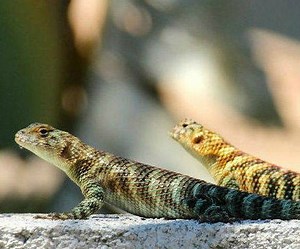 Build a Backyard Lizard Condo