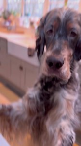 19K views · 573 reactions | Mmm rice cake! | The Daily Hobson | Facebook