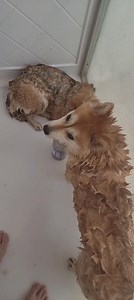 DC Shiba Inu Rescue (DC SIR) on Reels