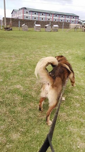 #dog #FurryFriends #puppylife #guarddogmode #petsoftiktok #caucasianshepherd | Elias Wanjiku