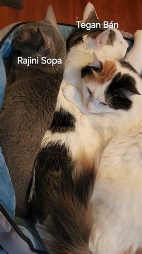 A cozy triple cuddle puddle