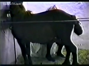 Brown pony became her fuck buddy