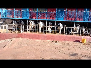 From 1 Cow to Milking 1000 litres, Dairy farming Documentary