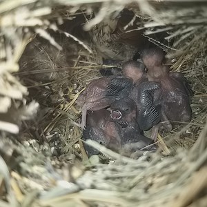 #Ep117. Scaly-breasted munia Birds | Review Bird Nest