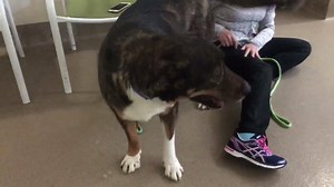 1.1K views | ❇️❇️❇️UPDATE! ADOPTED 3/26/18❇️❇️❇️❇️...