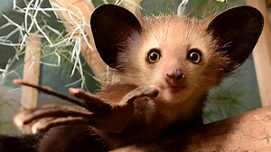 1.3K views · 116 reactions | Aye-Aye  The Creepiest Lemur! | 1 Minute Animals Uncover the mysteries of the Aye-Aye, a lemur that's more eerie than cute. With its long, bony finger and nocturnal habits, this unique primate stands out even in the quirky lemur world #ayeaye #ayeayeaye #lemur #lemurs #lemursofmadagascar | 1 Minute Animals | Facebook