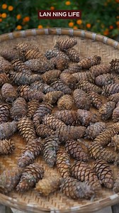 278K views · 3.6K reactions | Pine nuts go through the cycle of four seasons to become these plump and delicious seeds. #FarmingStory #PineNuts #PineKernels #Nature'sGift #NewFarmerPlan2025 | Lan Ning Life | Facebook