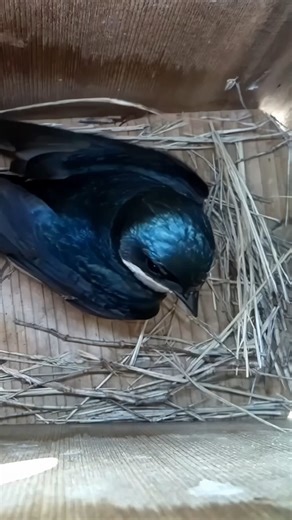 1.1K views · 31 reactions | This Tree Swallow is eager to get her nest built 調珞 #nestbox #livecam #birds #birdwatching #treeswallow #nature #wildlife #nestboxlive | Nest Box Live USA | Facebook