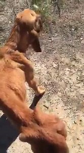 The Buddy Foundation on Reels