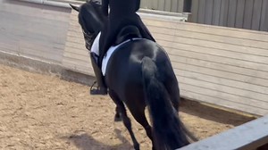 22K views · 372 reactions | Vores datter Rose Marie Bang Henriksen’s vidunderlige HP Tiramisu (Furstenball x Florencio x Rubinstein) havde sin MA1 debut med et ridt til 71.528% Flot fremvist af Maria Falkner Hansen 朗 | HP Horses | Facebook