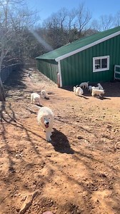 Maremma puppies exploring outside for the first time! They struggle a bit to get up the hill! | Old Country Maremmas