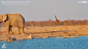 Lions trying their luck with a giraffe at Safarihoek waterhole in Namibia at Natural Selection | Africam