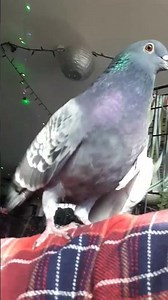 purring pigeon