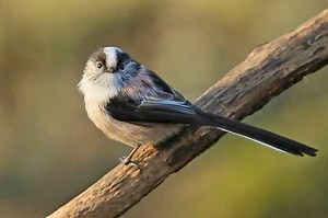 Long-tailed tit guide: how to identify, what they sound like, and what to feed them - Discover Wildlife