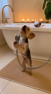A warm bubble bath and a soulful solo into the showerhead! 🎤🛁 #SingingDog #PuppyBathTime #DogTalent #YorkieStar #BathTimeFun #PetVocalist #CutePets #DogRelaxation #fblifestyle #petcare #dogcare #doghealth #Yorkie | I Love Yorkies