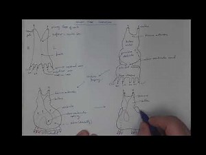 06_01 Heart tube and cardiac looping