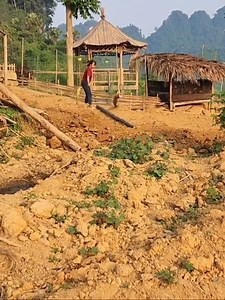 How to create beautiful terraced vegetable beds, grow sweet potatoes, potatoes and squash #fruits #vegetables #garden #gardener #farm #farmlife #survival | Alison Netherveth