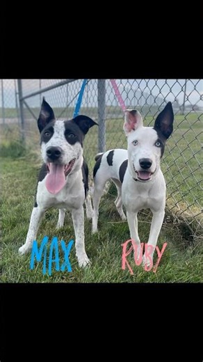 Playing Piano for Max & Ruby! 🎹🐾