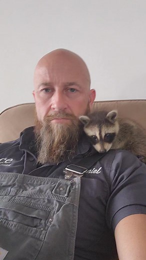 1.4M views · 10K reactions | Raccoon kisses without context #babyraccoons #babyanimals #wildlife | Ace Humane Wildlife Removal & Pest Control | Facebook