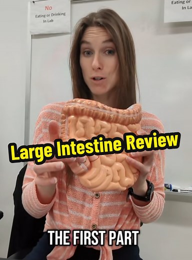 Large Intestine Anatomy & Physiology Review