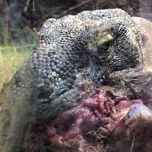 Sound on! This is my favorite clip of today’s Komodo Dragon feeding. These dragons do not have proper manners with their food. #StAugAlligatorFarm #KomodoDragons #saturdayvibes #mannersmatter | St. Augustine Alligator Farm Zoological Park