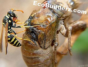 Comment tuer les abeilles - 2025 | Fr.EcoBuilderz.com