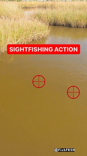 Sight Fishing Redfish Action. #TeamActionHat @FishFRSH #sightfishing #Redfish #GoProFishing | ActionHat