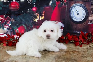 Amor - Havapoo Puppy F4EE63