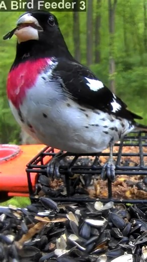 2.9K views · 65 reactions | Close-up view of a male rose-breasted grosbeak! #birds #birdfeeding #livebirds | PixCams | Facebook