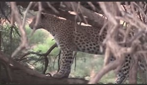 Leopard 🐆 chasing cheetah 🐆 | Gavin Gordon