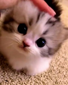 A dose of feline delight!🐈❤️ | MindBlown Bee