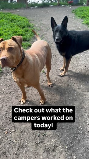 New Camper Video Update! Pro Trainer Nicole and all campers have been working very hard on all aspects of training! Campers Wolfgang, Stanley, Churchill, Eloise, Katie, and Chaga worked on: 🐾 Off Leash Manners w/other dogs 🐾 Meeting other dogs off leash 🐾 Impulse control off leash 🐾 Obedience next to another dog 🐾 Settling independently on the house #dogs #dogtraining #dogtrainingalaska #boardandtrain #campers | Dog Works Training Company: Alaska Dog Works