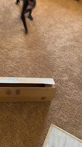 69K views · 2.3K reactions | African rain stick or rattlesnake ? | Keke The Spider Monkey | Facebook