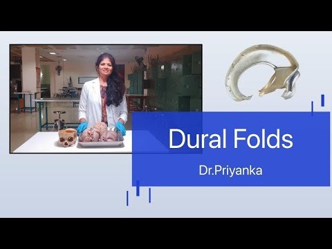 Dural folds