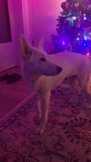 Appa_TheSpoiledDog on TikTok