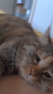 11K views · 335 reactions | Amikor szegény Félix-cicus megtudja, hogy nem jöhet Alma koncertre… | Alma Együttes | Facebook