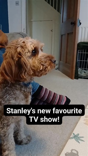 Stanley's just discovered Waffle The Wonder Dog #waffle #wonderdog #dog #cockapoo | Carl Jones
