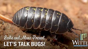 Director of Collections Leslie Ochoa & Nature and Science Education Manager Alana Kardon give you an in depth look on Bugs, When Nature and Collections Collide. Experience #WitteWhereYouAre at your fingertips, brought to you by your friends at the Witte Museum. | Witte Museum