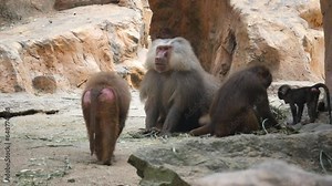 hamadryas baboon relaxing in park. hamadryas baboon is a species of baboon within the Old World monkey family.