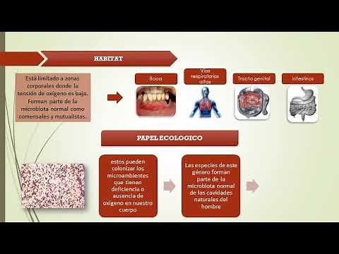 Anaerobios Bucales - Peptostreptococcus