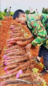 Harvesting winged yam