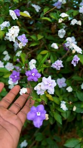 21K views · 359 reactions | brunfelsia pauciflora മൂന്ന് നിറങ്ങളിൽ പൂ തരുന്ന ഒരു അത്ഭുത ചെടി.. ❤️ | gardener_brow | Facebook