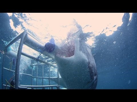 18 Foot Great White Goes Mental on Diving Cage