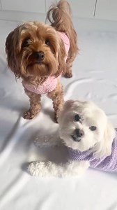 4.1K views · 25 reactions | Spoil your pup with a new crochet sweater!  This pattern is a BESTSELLER on Etsy ---> https://tidd.ly/4hyyB2P Clicking this link gives us some pennies to help keep the yarn flowing! | Crochet Patterns & Tutorials by Nicki's Homemade Crafts | Facebook