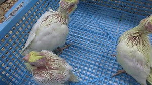 #E Cockatiel – Baby Hand Tame #M Kockatiel - Anak Jinak #C 玄凤鹦鹉 –...