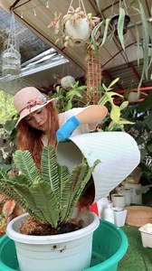 Repot my Fern to bigger pot" 🪴 😇 Thank you for the overwhelming support🫰 #everyone #repot #fern #gardenupdate #gardenaftertherain #reels #lovekyegarden #lovekye8 #lovekyegarden #lovekye #fyg #gardeninstagram #shortvideos #Ree#gardenreels #everyone #highlights #followers#caretips #houseplantcaretips#plantscollection | LovekyeGarden