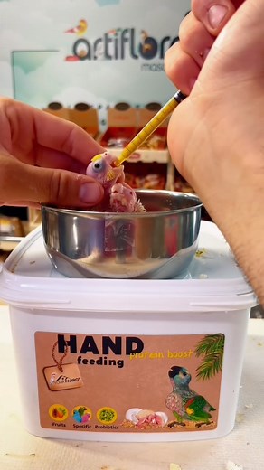 Baby cockatiels require a natural, low-fat hand-feeding formula without added sugars to support optimal growth and help prevent gassy crops or crop stasis. What’s inside our PROTEIN BOOST hand-feeding formula? Corn, soy, wheat, millet, oats, peanuts, linseed, peanut oil, brewer’s yeast, turmeric, sunflower seeds, milk thistle, monocalcium phosphate, dicalcium phosphate, niger seed, buckwheat, safflower, canary seed, sodium chloride, algae lime, perilla, papaya, elderberries, juniper berries, pum