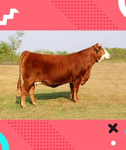 Raza de ganado Simbrah | Zootecnistas y Veterinarios