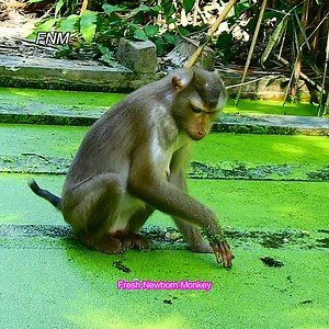 7.1K views · 1.8K reactions | WOw... pregnant Libby try seeking food in water, Libby will get new pigtail baby soon, Fresh Newborn Monkey 5447 | Fresh Newborn Monkey | Facebook